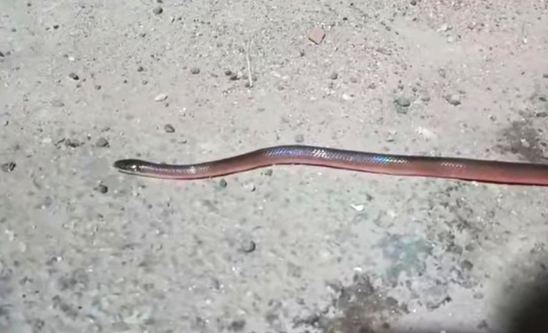 Southeastern Scarlet Snake