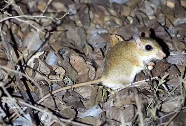 East African Gerbil