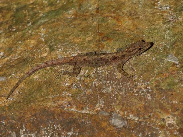 Siamese Rock Gecko