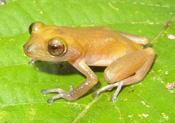 Waorani Robber Frog
