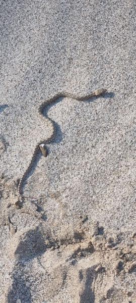 Western Keeled Snake