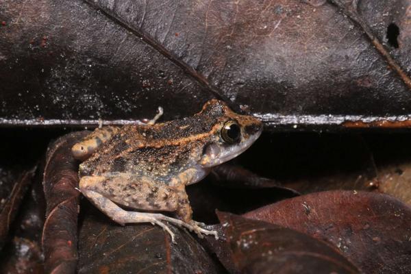La Paz Robber Frog