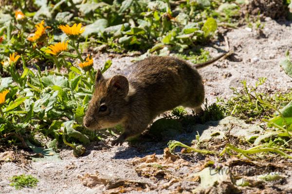 Littledale's Whistling Rat