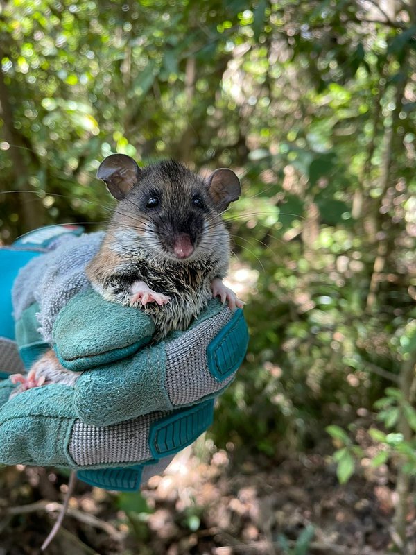 Talamancan Deermouse