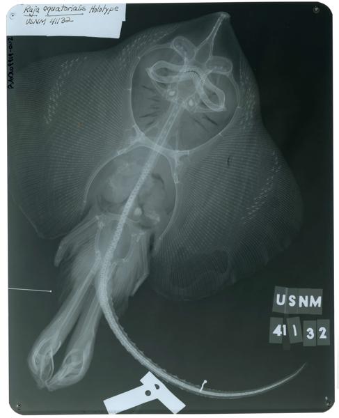 equatorial skate