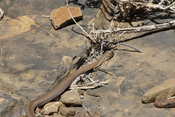 Leopard Grass Snake