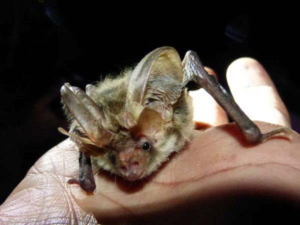 Ward's Long-eared Bat