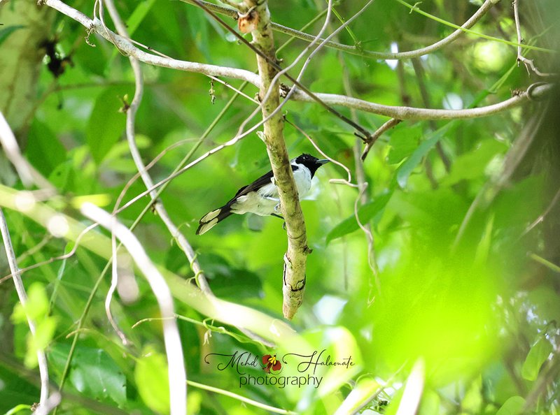 Black-backed Monarch