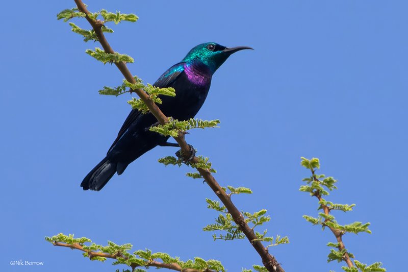 Violet-breasted Sunbird