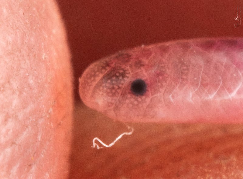 Ionides’ worm snake