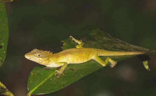 Khao Nan Long-headed Agama