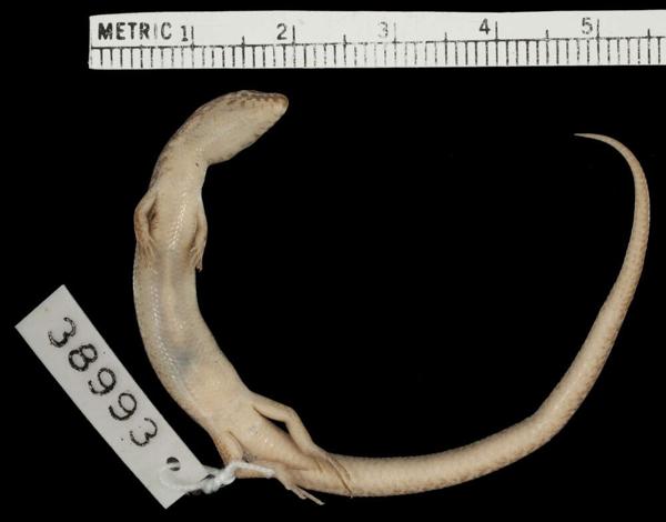 Eremiascincus emigrans