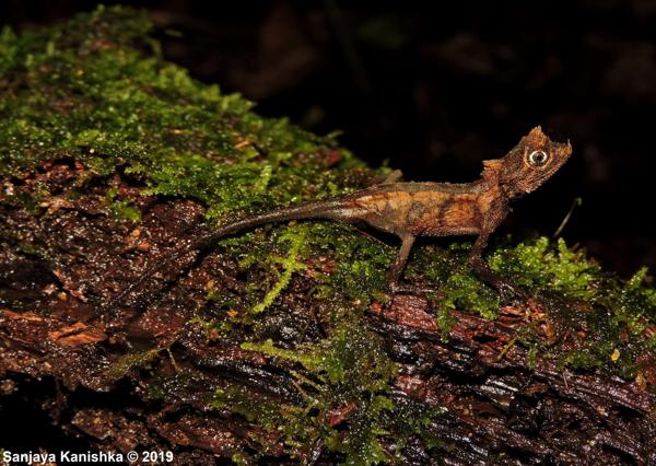 Karu's Horned Lizard