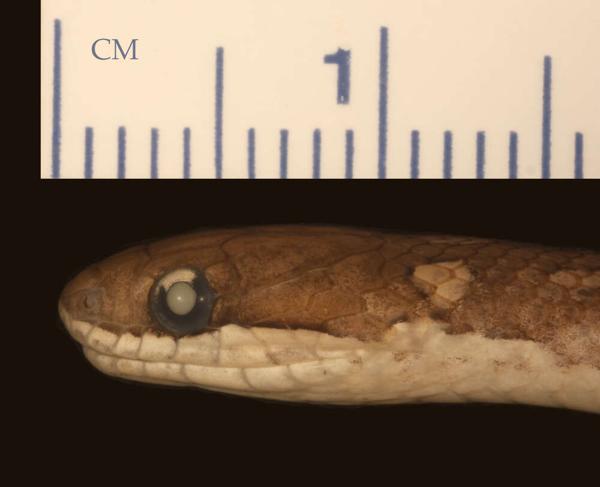 Slender Smooth Snake