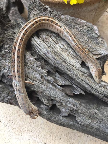 Western Serpentiform Skink