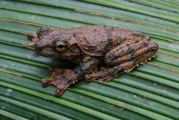 Heredia Fringe-limbed Tree Frog