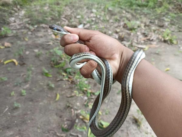 Terrific Bronzeback