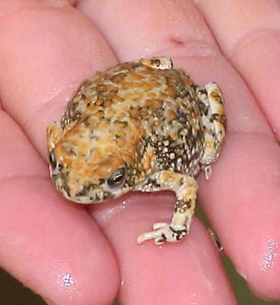 Hoesch's toad