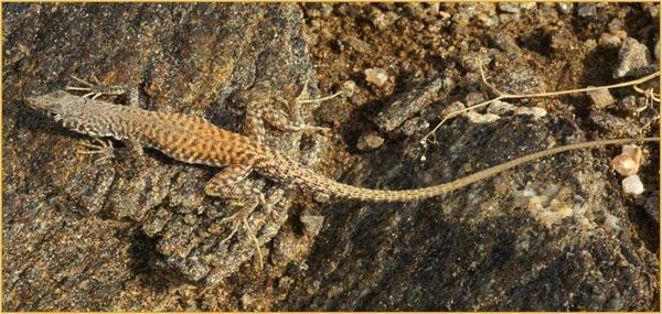 Husaben Sand Lizard