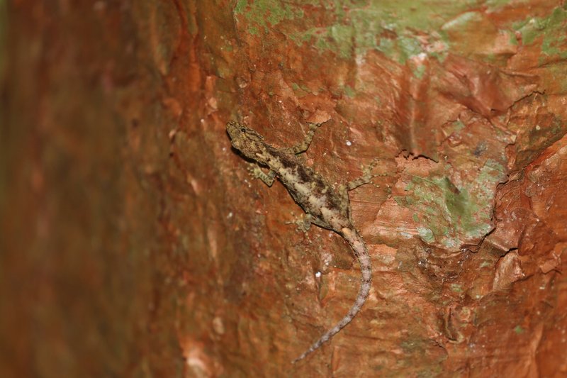 Tanintharyi Rock Gecko
