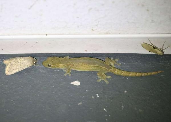 Yellow-bellied Slender Gecko