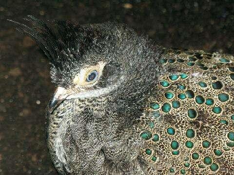 Malayan Peacock-Pheasant
