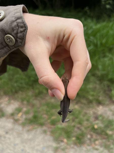 Northern Red-throated Rainbow Skink