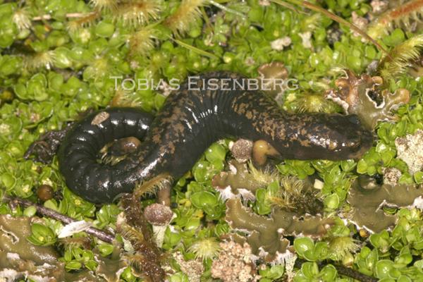 Talamanca Highland Webfoot Salamander