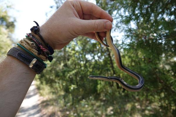 Pine-Oak Snake