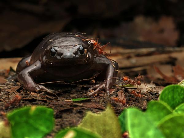 Black Narrow-mouthed Frog