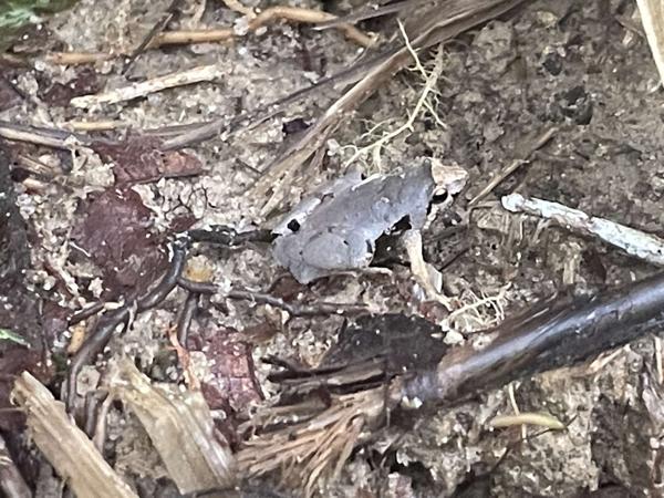 Manthey's Narrow-mouthed Frog
