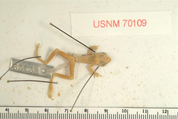 Hansen's Bush Frog