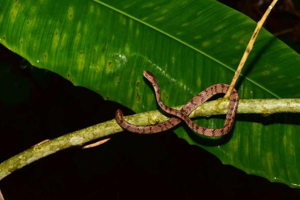 Formosan Slug Snake