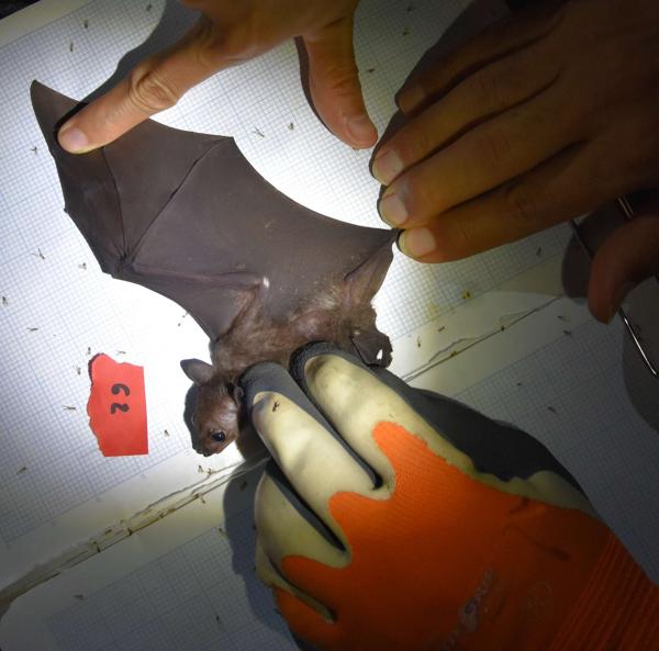 Lucas's Short-nosed Fruit Bat
