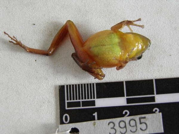 Pyburn's Robber Frog
