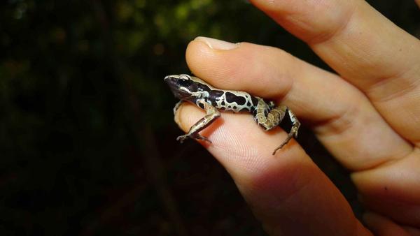 Western Long-fingered Frog