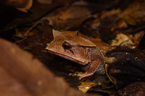 Spix's horned treefrog