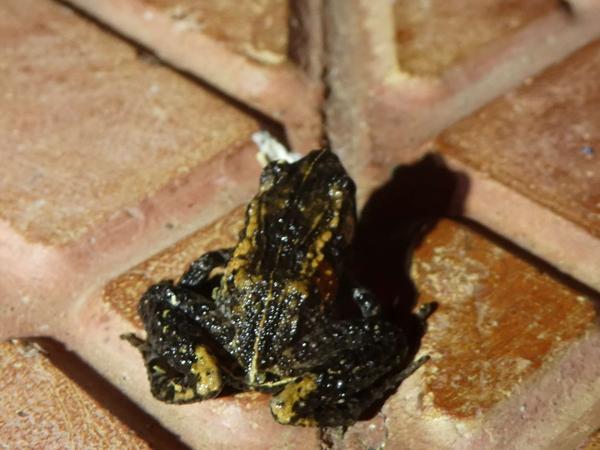 Underwood's Rain Frog
