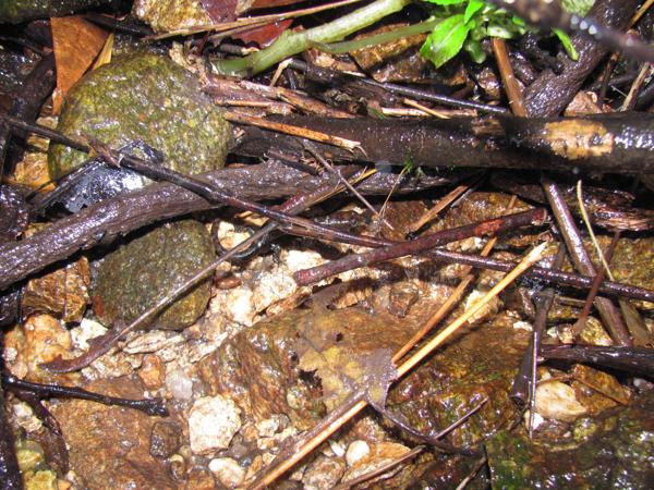 Berdmore’s Water Skink