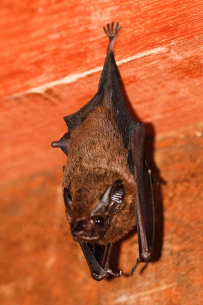 Chestnut Sac-winged Bat