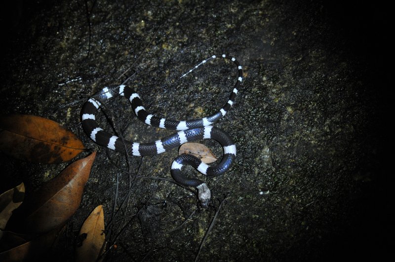 Snake-eater Wolf Snake