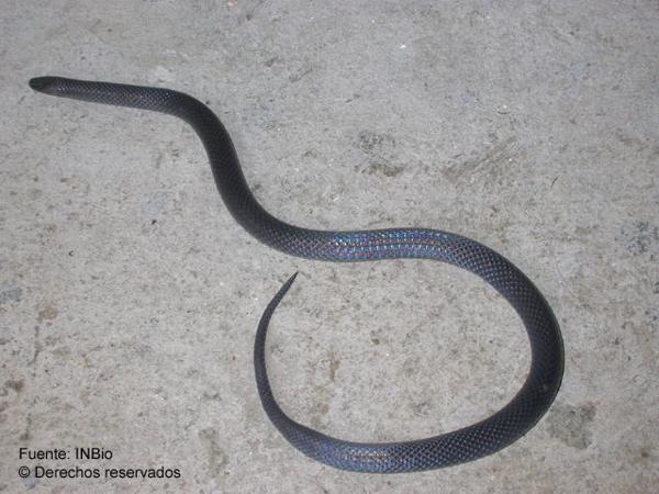 Godman's Earth Snake
