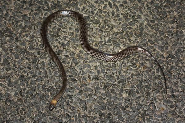 Grey-naped Snake