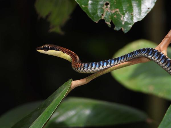 Kopstein's Bronzeback Snake