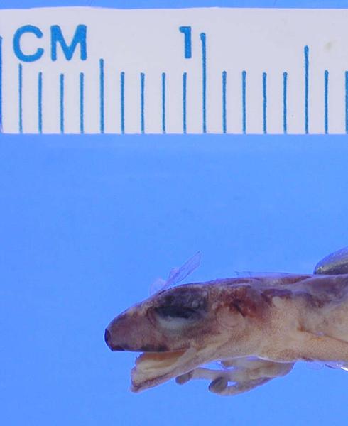 Cali Robber Frog