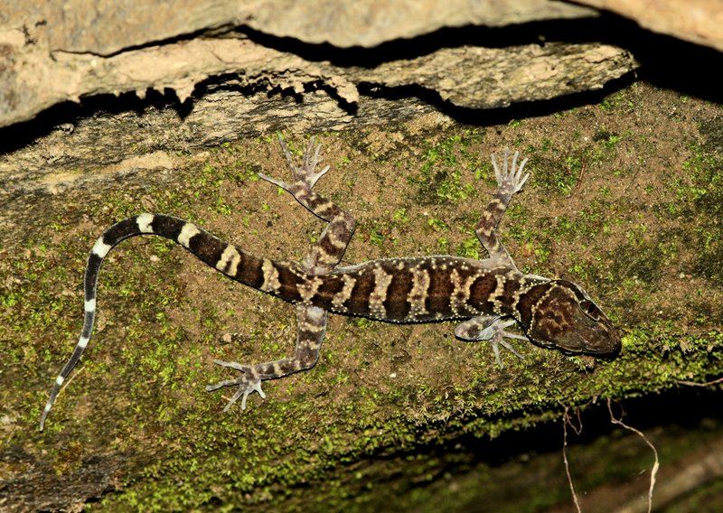 Doi Inthanon Bent-toed Gecko