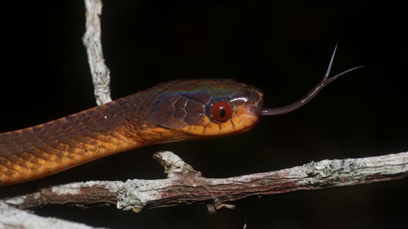 Sumatran Slug Snake