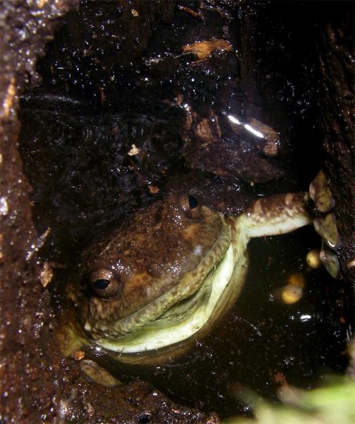 Boulenger's Giant Treefrog
