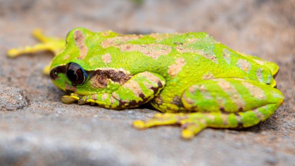 Shoa Forest Tree Frog