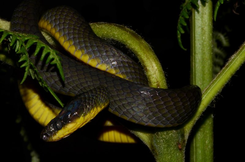 Underwood's Nocturnal Tree Snake